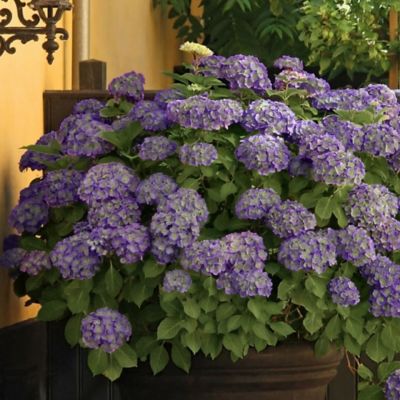 Image showing  4 in. Potted Violet Crown Hydrangea Plants, 2 pc.