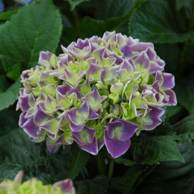 Image showing  4 in. Potted Violet Crown Hydrangea Plants, 2 pc.