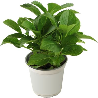 Image showing  4 in. Potted Violet Crown Hydrangea Plants, 2 pc.