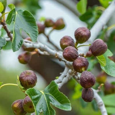 National Plant Network 2.25 gal. Potted LSU Purple Fig Tree