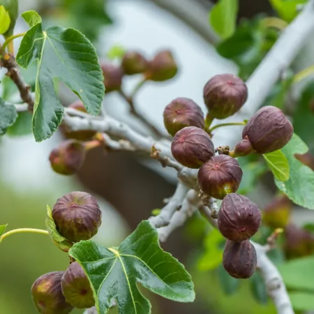 National Plant Network 2.25 gal Potted LSU Purple Fig Tree Fruit Trees & Plants