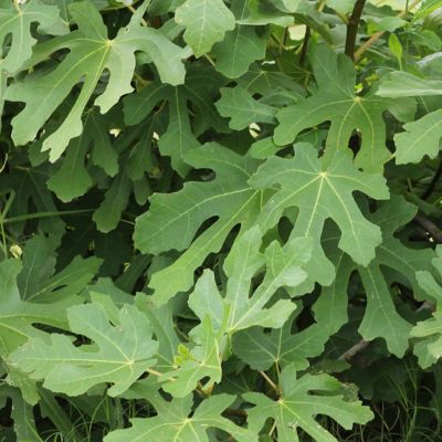 Image showing  2.25 gal. Potted LSU Purple Fig Tree