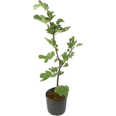 Image showing  2.25 gal. Potted LSU Purple Fig Tree