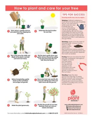 Image showing 5 th National Plant Network 2.25 gal. Potted LSU Purple Fig Tree