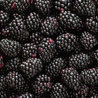 National Plant Network 2.25 gal. Arapaho Blackberry Plant