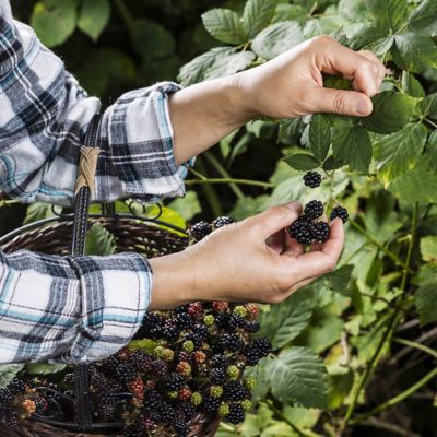 Image showing  2.25 gal. Potted Natchez Blackberry Plant