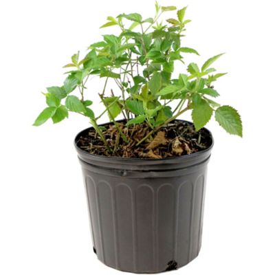 Image showing  2.25 gal. Potted Natchez Blackberry Plant