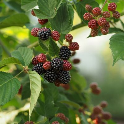 National Plant Network 2.5 qt. Potted Natchez Blackberry Plant