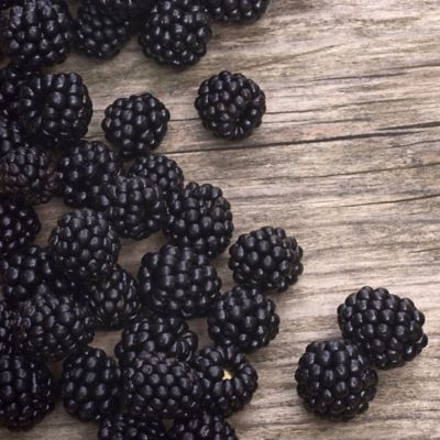 National Plant Network 2.5 qt. Potted Navaho Blackberry Plant