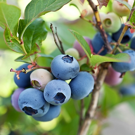 National Plant Network 2.25 gal. Brightwell Blueberry Plant