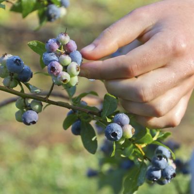 Image showing  2.25 gal. Potted Brightwell Blueberry Plant