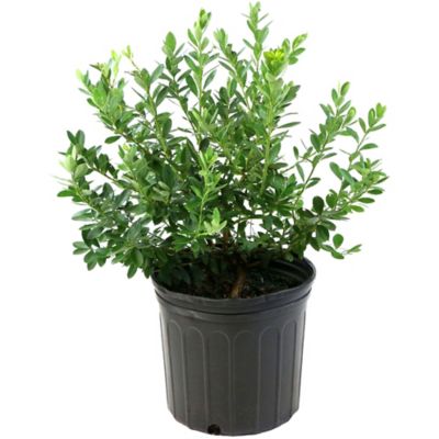Image showing  2.25 gal. Potted Brightwell Blueberry Plant