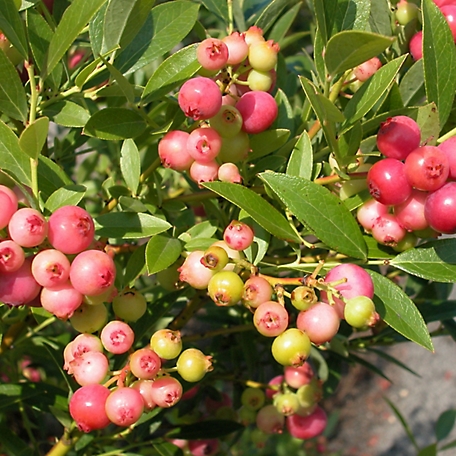 Blueberry Pink Lemonade - LARGE Plant - for the Patio or Garden - Pink  Berry Plants
