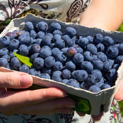 National Plant Network 2.25 gal. Premier Blueberry Plant