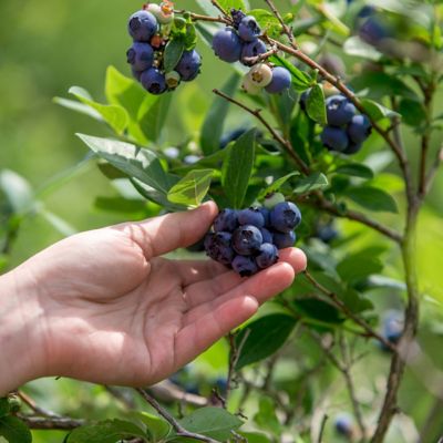 Image showing  2.25 gal. Potted Premier Blueberry Plant