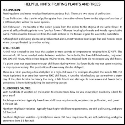 Image showing  2.25 gal. Potted Premier Blueberry Plant
