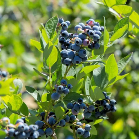 National network of plants 2.5 qt Sun blue cornflower plant in pot Fruit Trees & Plants