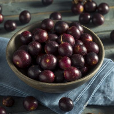 Cottage Farms Grape Muscadine Cowart 1 Piece Plant With