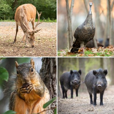 Image showing  2.25 gal. Bur Oak Tree