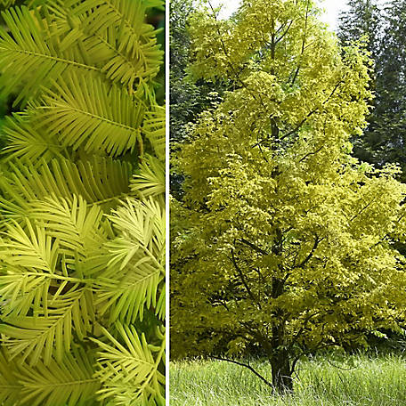 National Plant Network 2.25 Gallon Dawn Redwood Tree 1-Piece