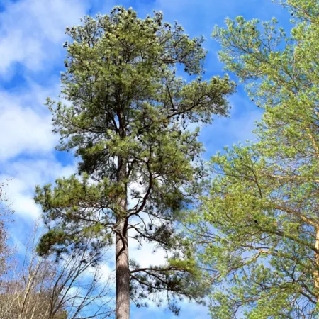 National Plant Network 2.25 gal Loblolly pine Trees