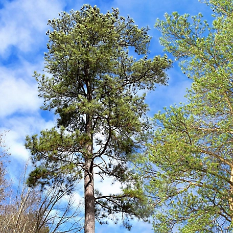 National Plant Network 2.25 gal. Loblolly Pine Tree
