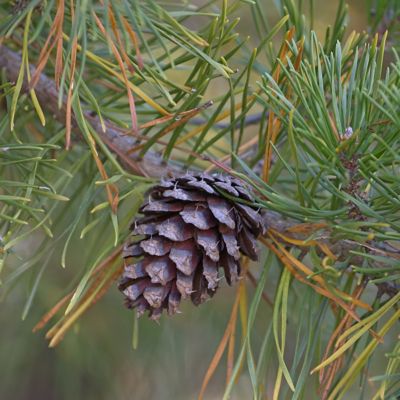 Image showing  2.25 gal. Loblolly Pine Tree