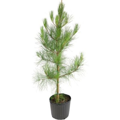 Image showing  2.25 gal. Loblolly Pine Tree