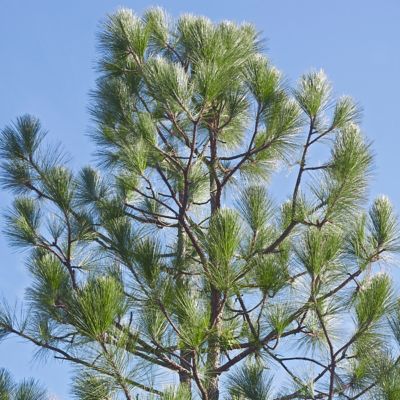 National Plant Network 2.25 gal. Longleaf Pine Tree Plant