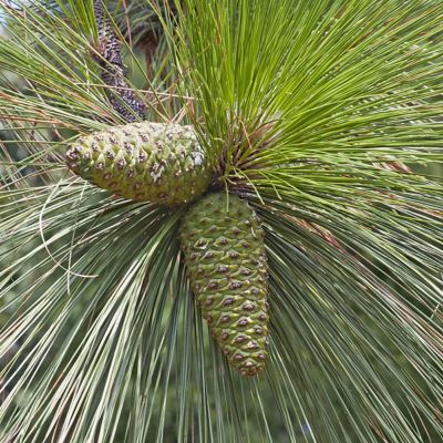 Image showing  2.25 gal. Longleaf Pine Tree Plant