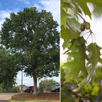 National Plant Network 2.25 gal. Nuttall Oak Tree