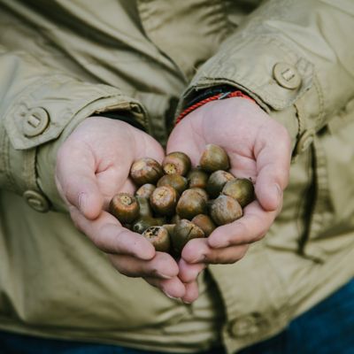 Image showing  2.25 gal. Nuttall Oak Tree