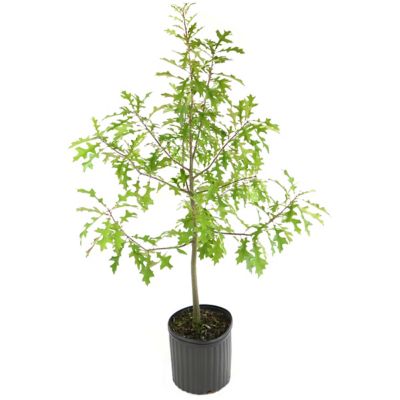 Image showing  2.25 gal. Nuttall Oak Tree