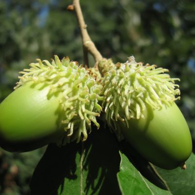 Image showing  2.25 gal. Sawtooth Oak Tree