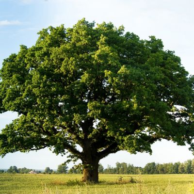 National Plant Network 2.25 gal. Swamp Chestnut Oak Tree