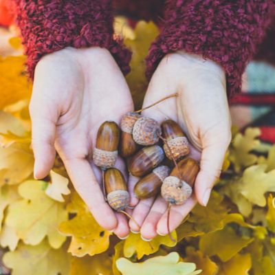 Image showing  2.25 gal. Swamp Chestnut Oak Tree