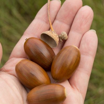 Image showing  2.25 gal. Swamp Chestnut Oak Tree