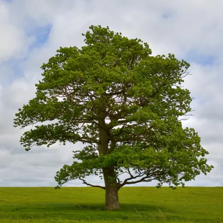 National Plant Network 2.25 gal Swamp white oak Trees