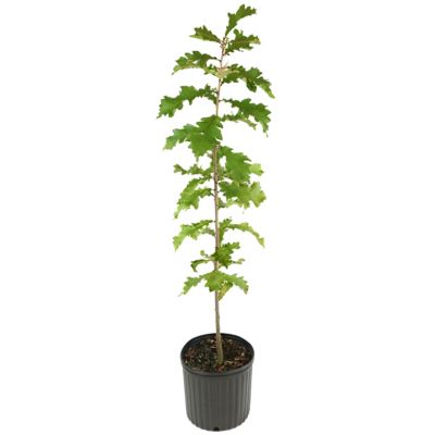 Image showing  2.25 gal. Swamp White Oak Tree