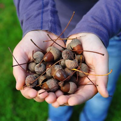 Image showing  2.25 gal. White Oak Tree Plant with Purpose