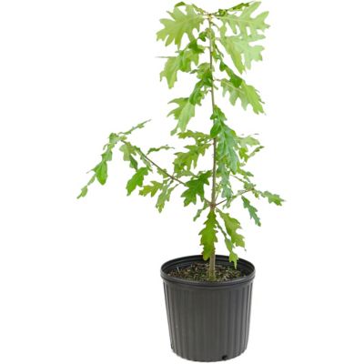 Image showing  2.25 gal. White Oak Tree Plant with Purpose