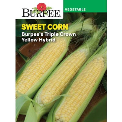 Burpee Corn Bicolor Burpees Triple Crown