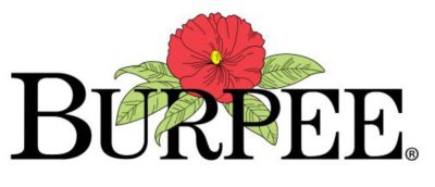 Image showing  Corn Bicolor Burpees Triple Crown