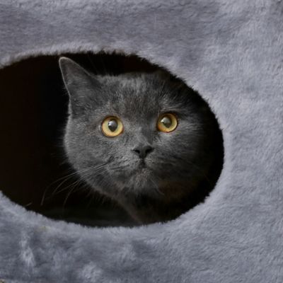 Image showing  20.5 in. 2-Story Double Hole Cat Condo with Scratching Surface
