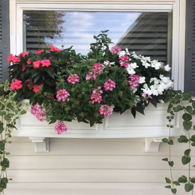 Image showing  4 ft. Nantucket Window Box