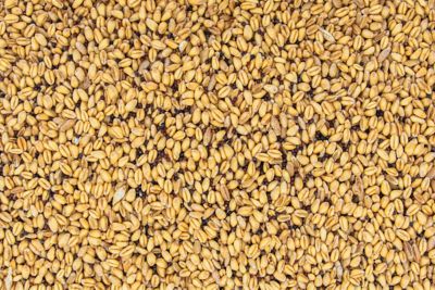 Image showing  Mega Plot Hunter Series 20 Deer Food Plot Seed