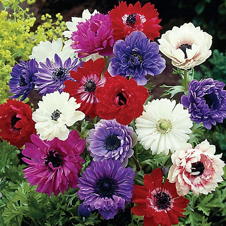Van Zyverden Multicolor St. Brigid Mixed Wind Flowers Anemones, Set of 25 Bulbs