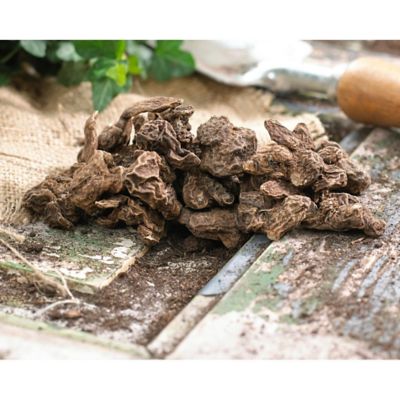 Image showing  Multicolor St. Brigid Mixed Wind Flowers Anemones, Set of 25 Bulbs