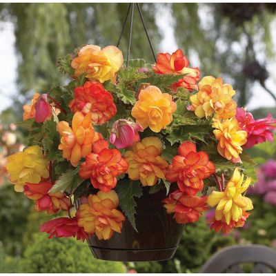 Van Zyverden Orange/Yellow Golden Balcony Hanging Basket Begonias, Set of 5 Bulbs