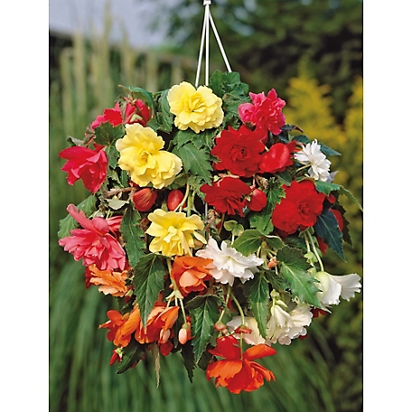 Van Zyverden Multicolor Hanging Basket Begonias, Set of 5 Bulbs